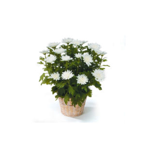 White Chyrsanthemum
